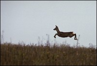 Capreolus capreolus - European Roe Deer