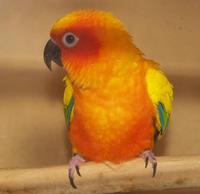 Image of: Aratinga solstitialis (sun parakeet)