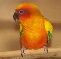 Image of: Aratinga solstitialis (sun parakeet)