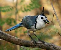 Image of: Calocitta formosa (white-throated magpie-jay)