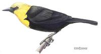 Image of: Chrysomus icterocephalus (yellow-hooded blackbird)