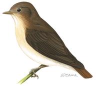 Image of: Ficedula basilanica (little slaty flycatcher)