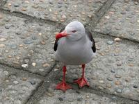 Image of: Leucophaeus scoresbii (dolphin gull)