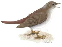 Image of: Luscinia megarhynchos (common nightingale)