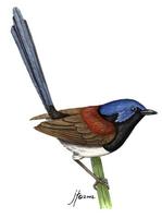 Image of: Malurus lamberti (variegated fairywren)