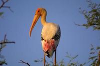 Image of: Mycteria leucocephala (painted stork)