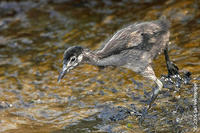 Image of: Rallus longirostris (clapper rail)