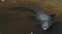 Image of: Crocodylus niloticus (Nile crocodile)