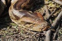Image of: Python molurus (Indian python)