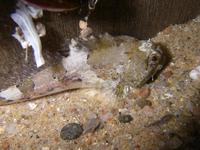 Scorpaena porcus - Black Scorpion-fish