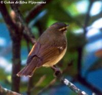 Large-billed Leaf Warbler - Phylloscopus magnirostris