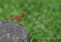 Chestnut Bunting - Emberiza rutila