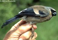 Grey-headed Bullfinch - Pyrrhula erythaca