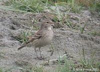 Water Pipit - Anthus spinoletta