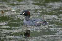 Australasian Grebe