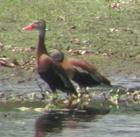 Black-bellied Whistling-Duck - Dendrocygna autumnalis