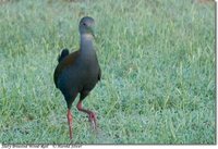 Slaty-breasted Wood-Rail - Aramides saracura