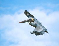 Brown Pelican (Pelecanus occidentalis) photo