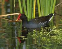 Common Moorhen (Gallinula chloropus) photo