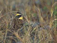 Yellow-throated Bunting (Emberiza elegans) photo