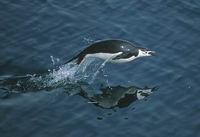 Chinstrap Penguin (Pygoscelis antarctica) photo