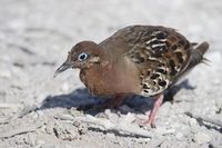 Galapagos Dove (Zenaida galapagoensis) photo