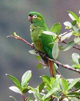 Golden-plumed Parakeet - Leptosittaca branickii