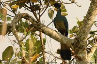 Great Blue Turaco - Corythaeola cristata