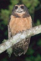 Tawny-browed Owl - Pulsatrix koeniswaldiana