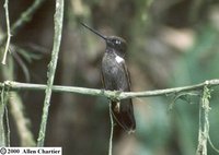 Brown Inca - Coeligena wilsoni