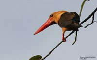 Brown-winged Kingfisher - Pelargopsis amauropterus