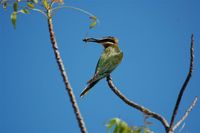 Madagascar Bee-eater - Merops superciliosus
