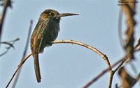 Three-toed Jacamar - Jacamaralcyon tridactyla