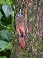 Streak-headed Woodcreeper - Lepidocolaptes souleyetii