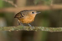 Plain-throated Antwren - Myrmotherula hauxwelli