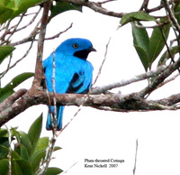 Plum-throated Cotinga - Cotinga maynana