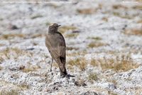 Ochre-naped Ground-Tyrant - Muscisaxicola flavinucha