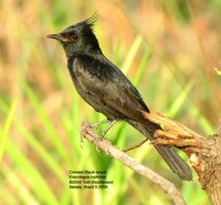 Crested Black-Tyrant - Knipolegus lophotes