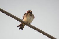 Cliff Swallow - Petrochelidon pyrrhonota