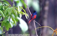 Short-billed Minivet - Pericrocotus brevirostris