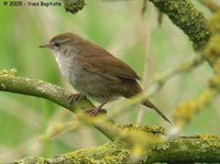 Cetti's Warbler - Cettia cetti