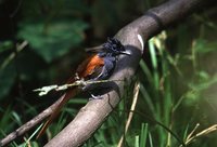 African Paradise-Flycatcher - Terpsiphone viridis