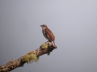 Stripe-breasted Rhabdornis - Rhabdornis inornatus