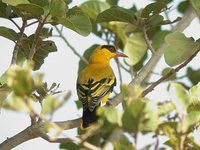 African Golden Oriole - Oriolus auratus