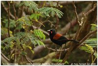 Saddleback - Philesturnus carunculatus