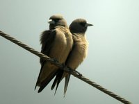 Ashy Woodswallow - Artamus fuscus