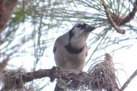 Blue Jay - Cyanocitta cristata