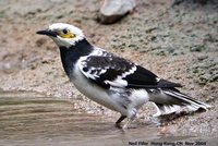Black-collared Starling - Gracupica nigricollis
