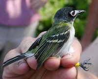 Black-capped Vireo - Vireo atricapilla