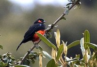Scarlet-bellied Mountain-Tanager - Anisognathus igniventris